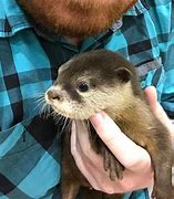 Image result for Otter for Scale