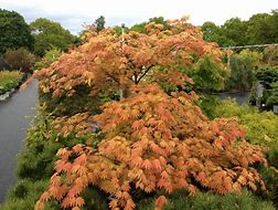 Image result for Acer shirasawanum Autumn Moon