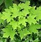 Image result for Acer Platanoides Kora