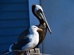 Image result for Pelican Eats Seagull