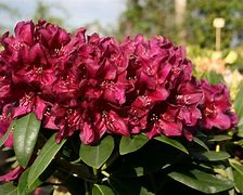 Image result for Rhododendron (P) Polarnacht