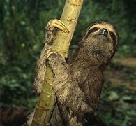 Image result for Sad Sloth