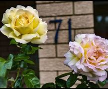Image result for Peace Rose