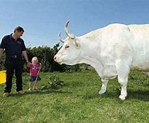Image result for World's Largest Bull