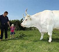 Image result for World's Biggest Bull