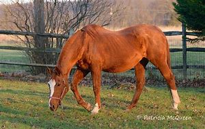 Image result for Chestnut Thoroughbred Horse Secretariat