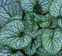 Image result for Brunnera macrophilla Jennifer