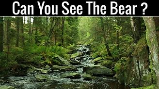 Image result for Find the Hidden Animals Optical Illusion