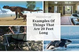 Image result for 20 Feet Long Things