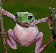 Image result for Froggy Frog
