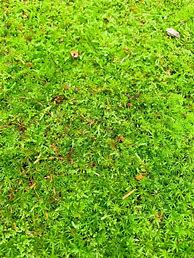 Image result for Moss Grass Plant