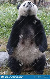 Image result for Female Giant Panda