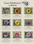 Image result for Types of Wildflowers Texas
