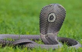Image result for cobra