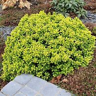 Image result for Berberis thunbergii Tiny Gold