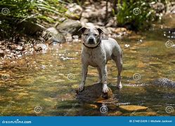 Image result for Dog Cooling Off