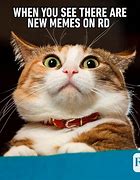 Image result for Jokes About Memes