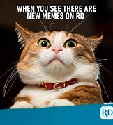Image result for Animal Memes Wallpaper