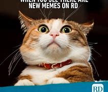 Image result for Search and Discover Funny Memes