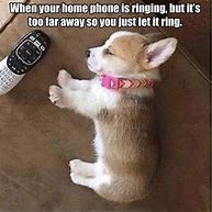 Image result for Wholesome Corgi Memes