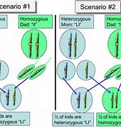 Image result for What Is Homozygous and Heterozygous