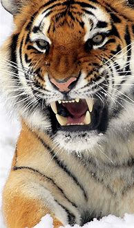 Image result for Golden Tiger iPhone 6