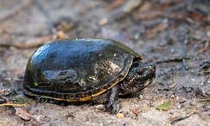 Image result for Turtle Amphibian
