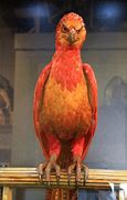 Image result for Harry Potter Animal Characters