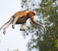 Image result for Angry Monkey Jumping