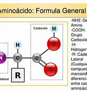 Image result for amino�cido