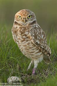 Image result for Owls Chirp