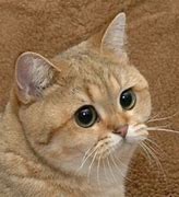 Image result for Ginger Cat Staring Meme