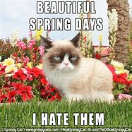 Image result for Grumpy Cat Spring