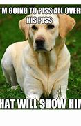 Image result for Funny Dog Meme Relatable Jif