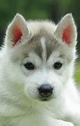 Image result for Cute Huskies Puppies