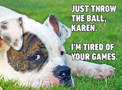 Image result for Crazy Funny Dog Memes