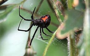 Image result for Black Widow Spider Web's Pictures