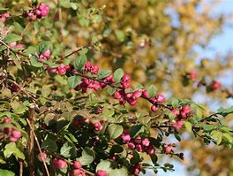 Image result for Symphoricarpos doorenbosii Magic Berry