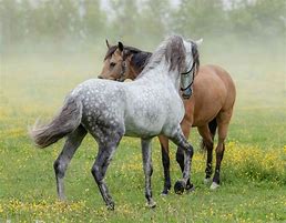 Image result for Grey Andalusian Horse