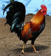 Image result for Gallic Rooster France