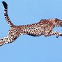 Image result for How to Draw Cheetah Print