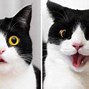 Image result for Funny Cat Expressions