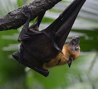 Image result for Singapore Flying Fox