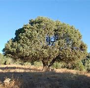 Image result for cagalonga