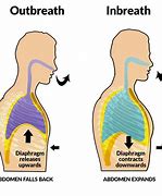 Image result for Diaphragm Respiratory System