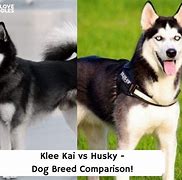 Image result for Alaskan Klee Kai vs Siberian Husky