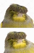 Image result for Bad Hair Day Birds