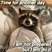 Image result for Tired Raccoon Meme