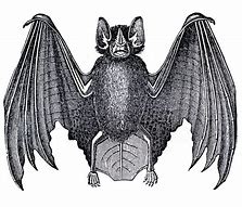 Image result for Vintage Bat Sketch Images