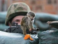 Image result for Funny Monkeys with Guns